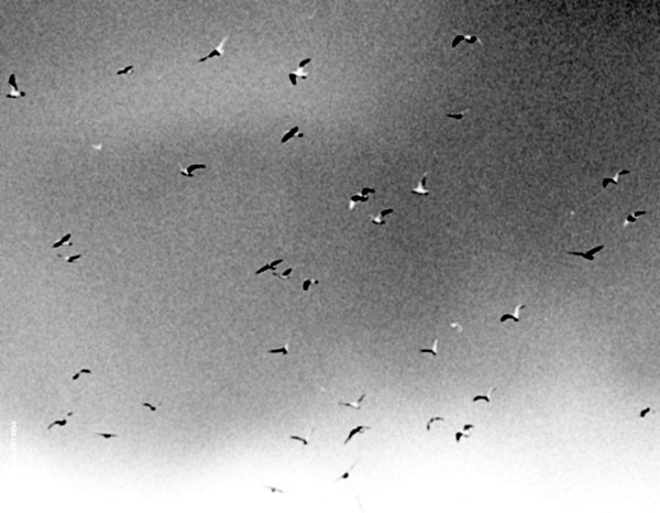Seattle_Seagulls