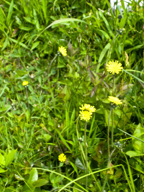 Flowers, Liverpool, NS