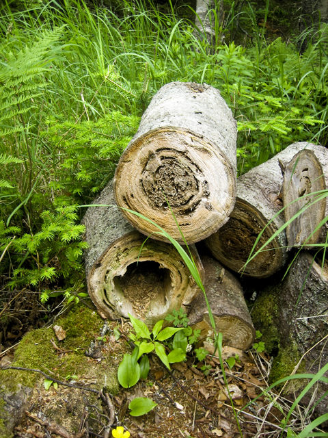 Logs, Liverpool, NS