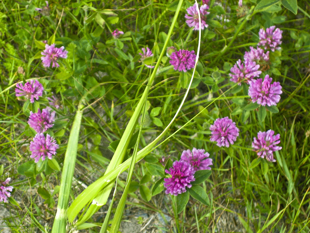 Flowers, LaHave, NS