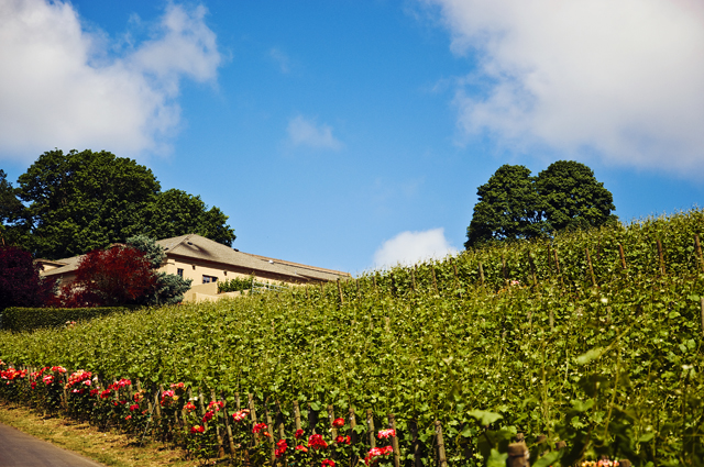 88_new_DSC_0232