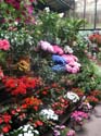 P2-26-Cite-Flower-Market-2