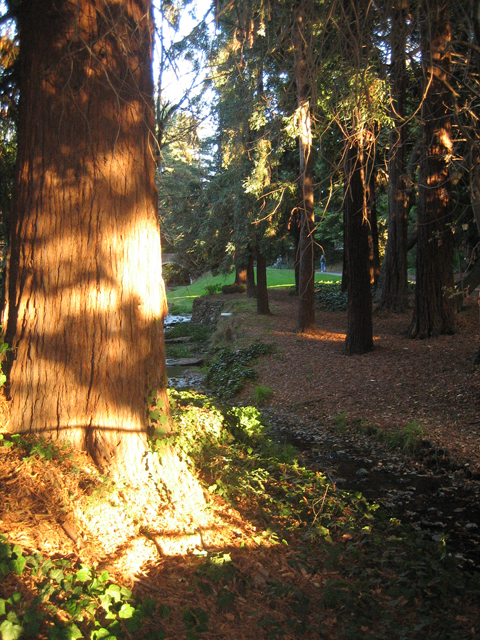 32-Strawberry_Creek_Redwoods