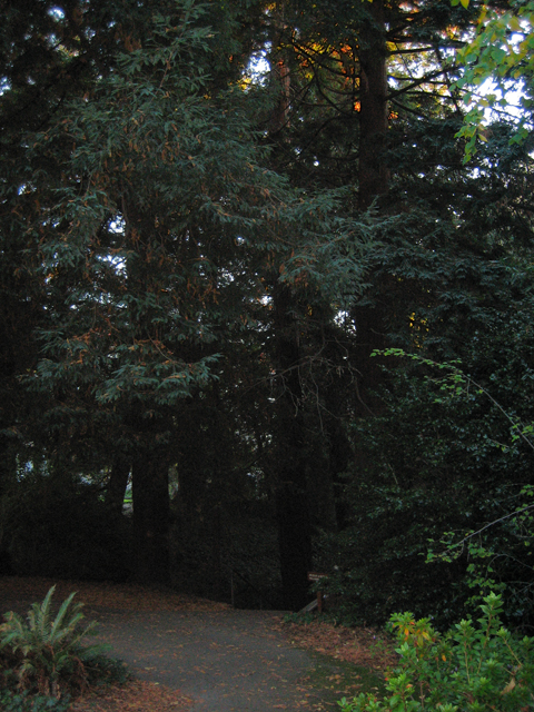 34-Cal-Redwoods