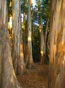 30d-Cal_Eucalyptus_Grove