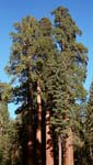 Kings Canyon: Grant Grove