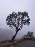 Tree in fog