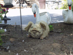 Pig & Swans