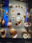 shells