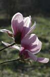 Magnolia