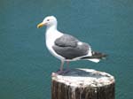 Gull