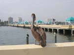 Pelican