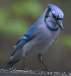 Jay