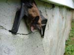 Bat