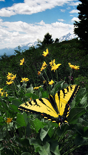 Butterfly in the Tetons