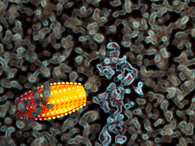 Paramecium